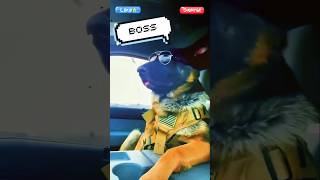 German Shepherd Meet the Boss 😎🦴👑 dog doglover k9 [upl. by Ernesta922]