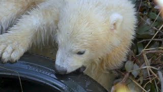 シロクマのホウちゃん💗タイヤに挑戦【天王寺動物園】Polar bear Houchan 💗 Challenge tires Tennoji Zoo [upl. by Atinej841]