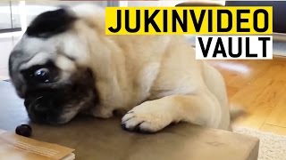 Funny Pugs Compilation from the JukinVideo Vault [upl. by Sokairyk]