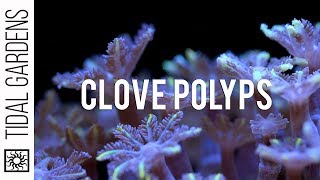 Care Tips for Clove Polyps [upl. by Drahsir]