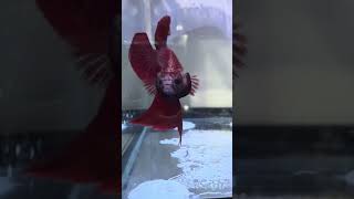 Veiltail Bettafish shorts shortsvideo bettafish fish veiltail fyp bettafishlover betta [upl. by Niliak]