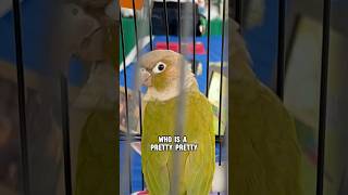 We met Angus the Dancing Conure Parrot birds [upl. by Aynav]