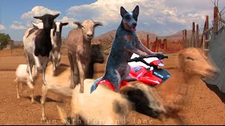 Dog herding sheep on ATVFun with Pup and Jane [upl. by Eanert378]