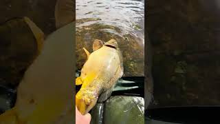 Carpfishing Croatia 2024  Karpfenangeln carpfishing carp angeln fishing shimano karpfenangeln [upl. by Dareen]