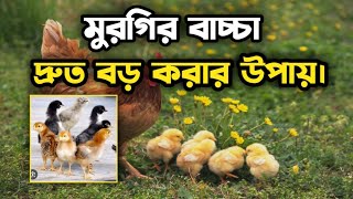 💥মুরগির বাচ্চা দ্রুত বড় করার উপায়।💥মুরগির বাচ্চা পালন পদ্ধতি। 💥 [upl. by Aerdno]