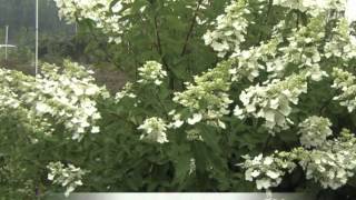 Hydrangea paniculata Tardiva [upl. by Demona]