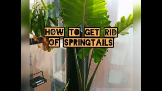 How to get rid of springtails [upl. by Ayaladnot]