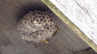 Paper Wasps Fanning フタモンアシナガバチの扇風行動 [upl. by Essilrahc643]