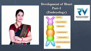 Development of Heart Part1 Embryology by Dr Rajitha Vanga [upl. by Malynda]