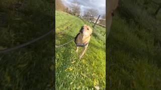 Neues Glück yt hund yt cutedog funny goldenretriever [upl. by Ednutabab]