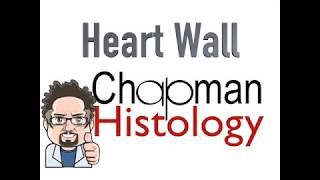 3 Min Histology Heart Wall [upl. by Ogren]