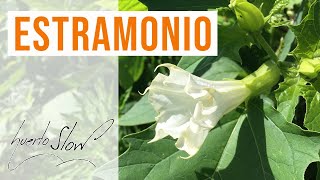 Estramonio Datura stramonium [upl. by Wimsatt]