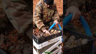 Real Gold Found Modular System Back in Action GoldPanning [upl. by Dal419]