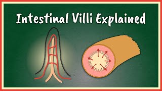 The Intestinal Villi Explained  Absorption [upl. by Ssyla]