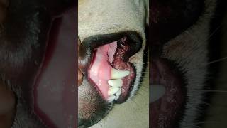 dog sharp teethpointed teeth demestic animalalldoglovers viralvideo trendingshorts [upl. by Bocoj529]