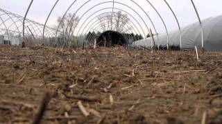 Asparagus Season The Tunnels are Covered [upl. by Jacoba351]