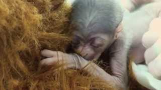 A Miracle Baby Javan Gibbon is Born at the Greensboro Science Center [upl. by Atsillak]