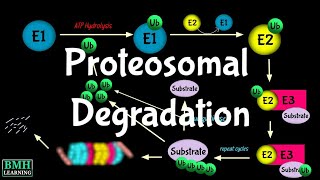 Proteosomal Degradation  Ubiquitination  UbiquitinProteosome System  Ubiquitin [upl. by Nylesaj]