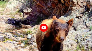 Colorado black bears short summer season [upl. by Arezzini]