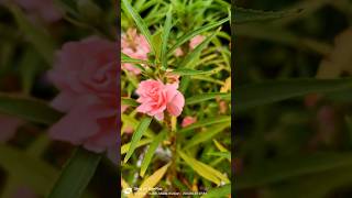 Pink Dopatiflowers pinkflowers garden minivlog [upl. by Aidul]