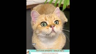 Pet Eye Drops  Sale 30 [upl. by Sachi]