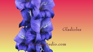 Timelapse of Opening Dark Blue Gladiolus Flower [upl. by Ardnaeel]