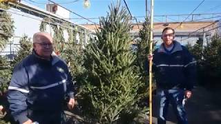 How To Pick A Live Christmas Tree  Ace Hardware [upl. by Namyl513]