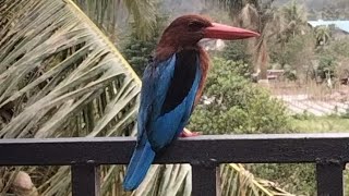 Whitethroated Kingfisher in the Balcony [upl. by Essex]