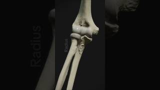 Elbow Joint Anatomy youtubeshorts ytshorts youtube bones anime [upl. by Wollis]