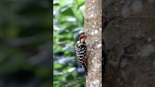 Fulvousbreasted woodpecker [upl. by Aikenahs]