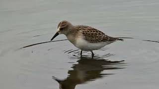 Semipalmated sandpiper on the hunt [upl. by Leyes]