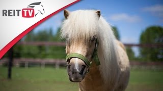 Rasseportrait  Das Shetlandpony  Der Winzling unter den Pferden [upl. by Trotter486]