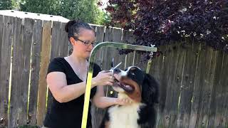 Dog Grooming Trim your Berner Puppy Fro fuzzy ear hair for the first time [upl. by Orly]