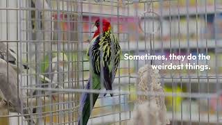 Meet the funny Parakeets [upl. by Gratiana]