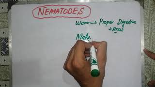 nematodes lecture nematodes 🦎🦎🦎 general characteristics nematodes introduction parasitology [upl. by Akimaj]