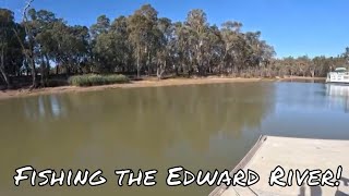 Fishing the Edward River in Deniliquin with Cheese and Bread [upl. by Eilitan]