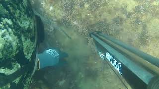 Uk spearfishing with a dogfish Teignmouth [upl. by Bean]