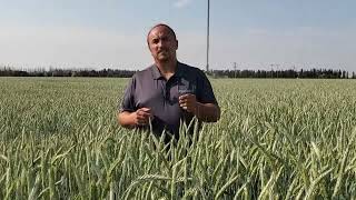 AAC Delight Spring Triticale Virtual Crop Tour [upl. by Rosen]