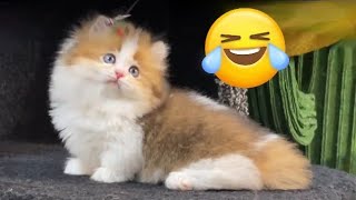 😻 Lazy Cat 😂 funny videos funnycats cat viralvideo [upl. by Aicirpac751]