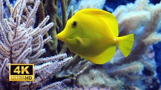 4K Aquarium for Relaxation  🐠 Peaceful Underwater Scenes [upl. by Syd37]