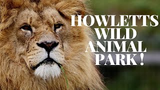 A day at Howletts wild animal park [upl. by Derward248]