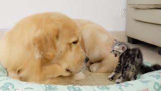 Kitten Attacks Golden Retriever But Says Shes Sorry [upl. by Ahsienek]