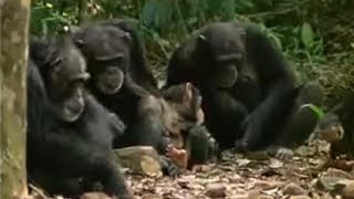 Chimpanzees Sophisticated Use of Tools  BBC Studios [upl. by Herries]