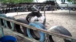 Ostrich mating [upl. by Christabel]