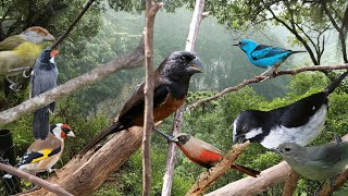 10 LINDOS PÁSSAROS CANTANDO NA NATUREZA [upl. by Yssenhguahs]