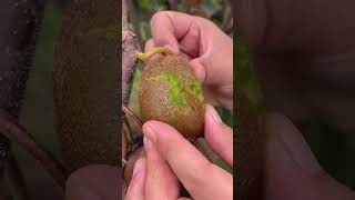 Kiwifruit or Chinese gooseberry blossom2grow plants garden [upl. by Arvin]