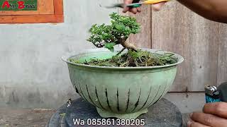 harga bonsai termurah [upl. by Nnazus]