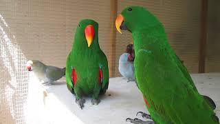 Eclectus parrot talking [upl. by Lede]