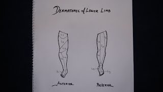 Dermatomes of Lower Limb Simplified in Bangla [upl. by Namialus]