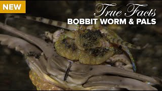 True Facts Bobbit Worm and Polychaete Pals [upl. by Twila33]